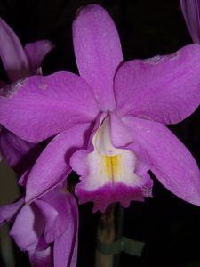 Cattleya et dendrobium