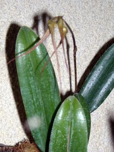 RSCN3653