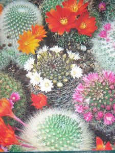 Graines de cactus