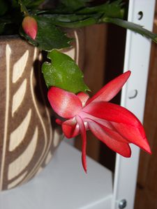 DSCN3491