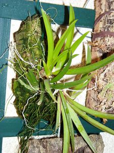 Oncidium urophyllum sur plaque, botanique adulte