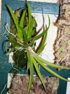 Oncidium urophyllum