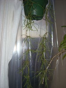 DSCN4060.JPG