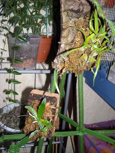 DSCN4111.JPG