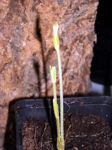 DSCN4196.JPG