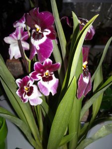 DSCN4288.JPG
