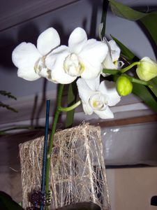 DSCN4408.JPG