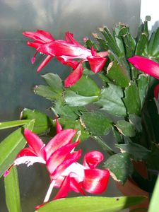 DSCN4415.JPG