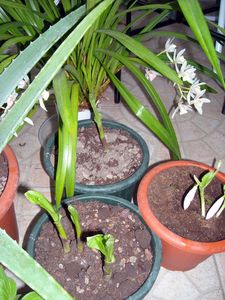 DSCN4516.JPG