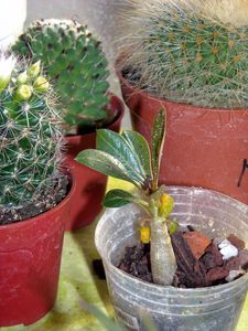 DSCN5038.JPG
