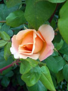 DSCN5058