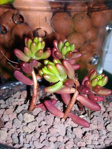 DSCN5126.JPG