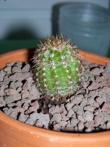 DSCN5138-copie-1.JPG