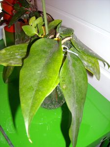 DSCN5473