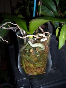 DSCN6927.JPG