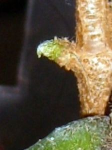 RSCN6946.JPG