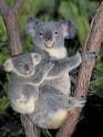 endangered-koala.jpg
