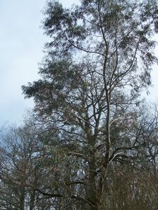 rose-et-eucalyptus-007.JPG