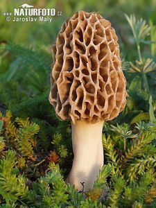 morchella-esculenta-464