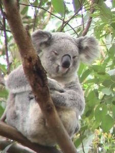 Koalas (2)