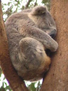 Koalas (7)