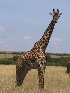 Girafe (22)