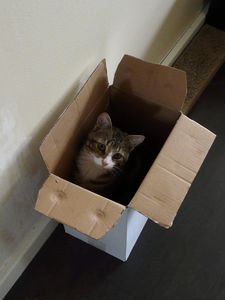 carton.JPG