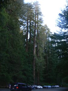 Big Basin Redwoods park - 19