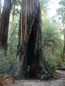 Big Basin Redwoods park - 36