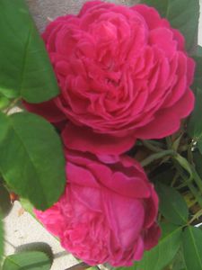 roses-de-mon-jardin 1874