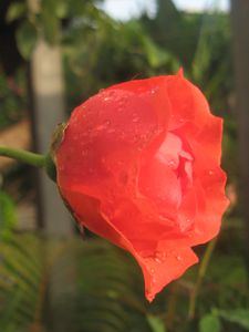 roses-de-mon-jardin 4741