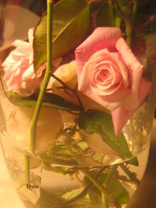 Compos-Roses-Douceur-1 4498