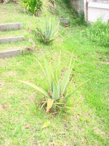aloes vera du jardin DSC03220.JPG