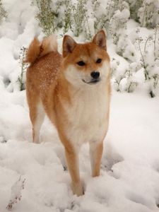 nanako-shiba-belle.jpg