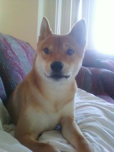 shiba-molossoide.jpg