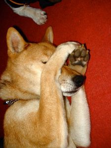 shiba-inu-ordre.jpg