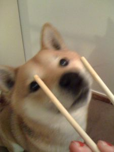 shiba-eat-sushi