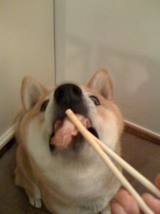 shiba-mange-sushi-2