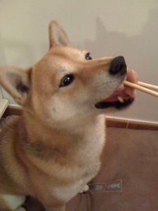 shiba-mange-sushi