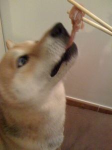 shiba-mange-sushi3