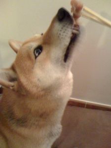 shiba-mange-sushi4