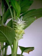 curcuma.jpg