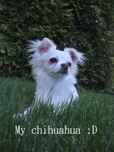 Chihuahua-blog.jpg