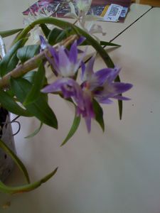 orchidees-3-0091.JPG
