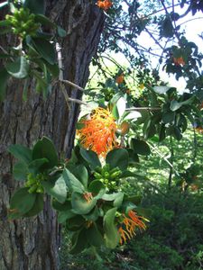 Lagunadelhuemul-CaminoShangrila-2010 (4)