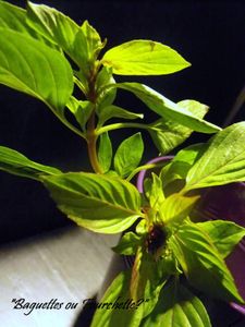 basilic thaï2