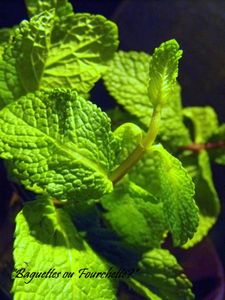 menthe2