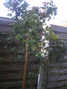 jardin-009.JPG