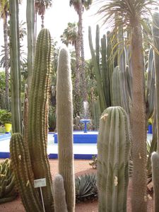 majorelle-cactus.jpg