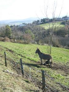 RIMG0004-copie-1